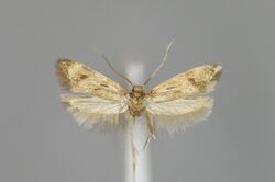 Borkhausenia fuscescens M1.jpg