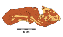 Breviceratops holotype line.png