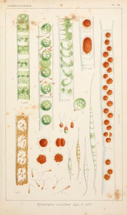 British fresh-water algae, exclusive of Desmidieae and Diatomaceae (1882-1884) (20424304451).jpg