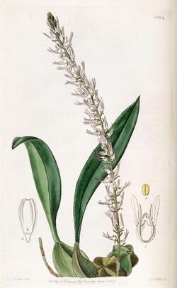 Bulbophyllum cocoinum - Edwards vol 23 pl 1964 (1837).jpg