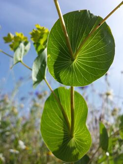 Bupleurum rotundifolium sl26.jpg