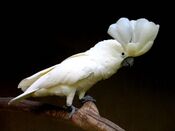 Cacatua alba -Bali Bird Park -crest-8.jpg
