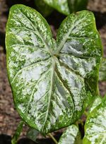 Caladium 'White Cap' Leaf.JPG