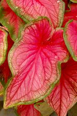 Caladium bicolor 'Florida Sweetheart' Leaf 2000px.jpg