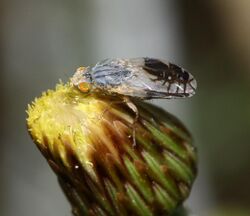 Capitites ramulosa (a tephritid fly) on Phagnalon graeca.jpg