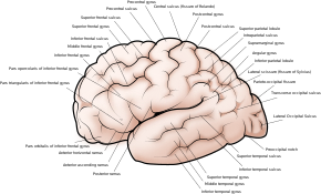 Cerebral cortex, side view.svg