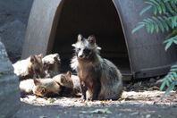Chapultepec Zoo - Raccoon dog (03).jpg