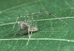 Chrysso.pulcherrima.female.-.tanikawa.jpg