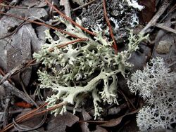 Cladonia perforata.jpg