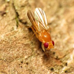 Clusiid Fly - Flickr - treegrow (10).jpg