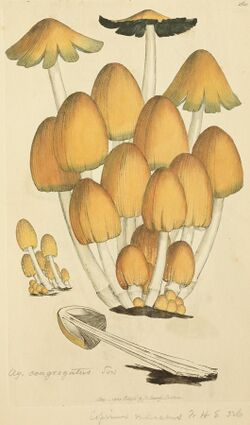 Coloured Figures of English Fungi or Mushrooms - t. 261.jpg