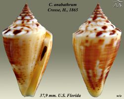 Conus anabathrum 3.jpg