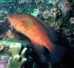 Coral grouper.jpg