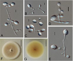 Ctenomyces serratus (10.3897-mycokeys.47.30740) Figure 6.jpg