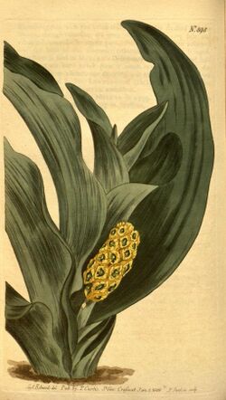 Curtis's botanical magazine (10594566173).jpg