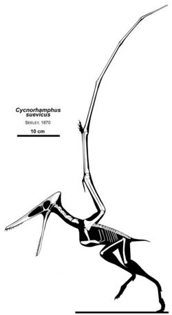 Cycnorhamphus.jpg