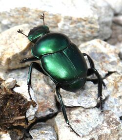 DUNG BEETLE (Canthon indigaceus) (7-25-12) box cyn road, pima co, az -01 (7646542782).jpg