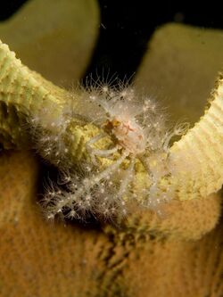 Decorator crab covered in anemones on Ianthella basta (Elephant ear sponge).jpg