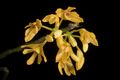 Dendrobium trichostomum '-201101' Rchb.f. ex Oliv., J. Linn. Soc., Bot. 15 30 (1875). (51041811827).jpg