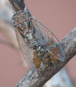 Diceroprocta eugraphica P1290077a.jpg