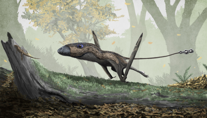 File:Dimorphodon.png