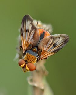 Ectophasia crassipennis male - Keila.jpg