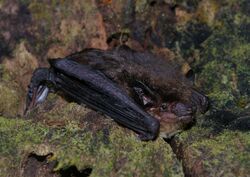 The image depicts a bat sitting on moss-covered rocks