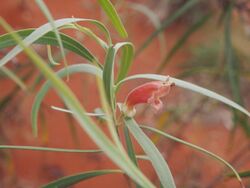 Eremophila longifolia flowerii.jpg