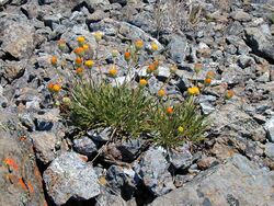 Erigeron bloomeri.jpeg