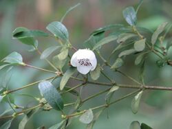 Eucryphia milliganii.jpg