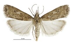 Eudonia dochmia female.jpg