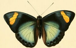 Euphaedra ravola1.JPG