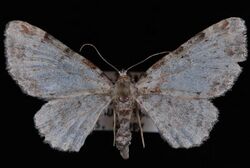 Eupithecia mutata.JPG