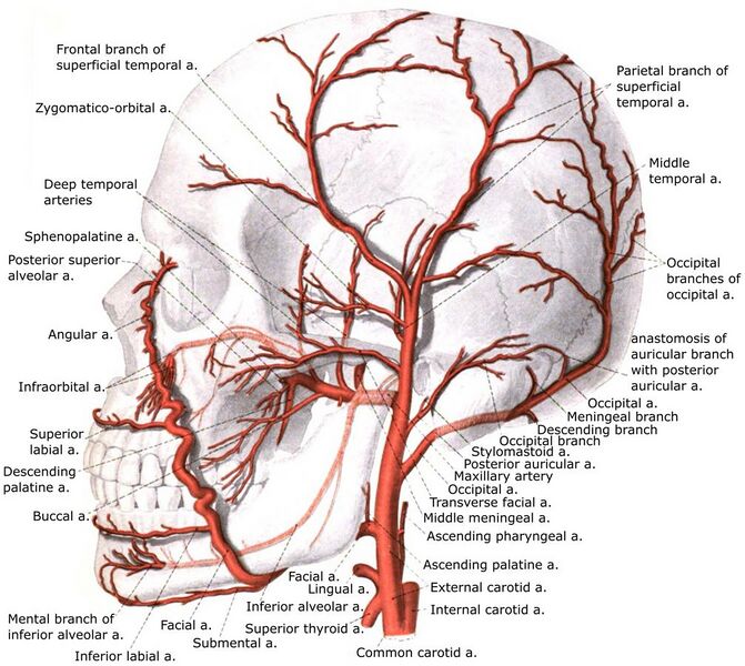 File:External carotid artery with branches.jpg