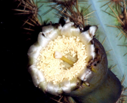 Flor de Pilosocereus catingicola EARMLucena2007-1.png