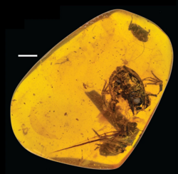 Fossil frog in amber.png