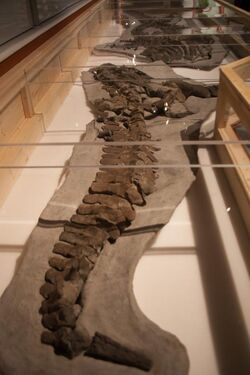 Fossil vertebrae.jpg