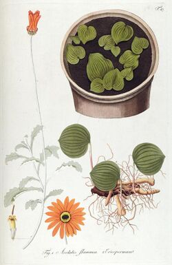 Fragmenta botanica, figuris coloratis illustrata (T. 47) (7943714470).jpg