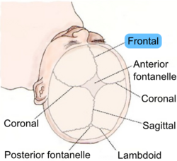 Frontal suture top view.png