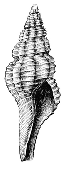 Fusinus aepynotus shell Dall.png