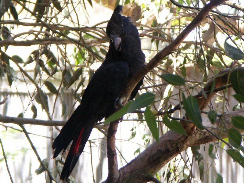 File:Glossy Black Cockatoo (Calyptorhynchus lathami).jpg