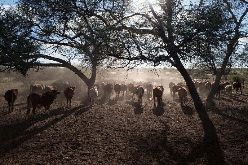 File:Gobabis Cattle County 2017.jpg