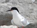 Great Gull Island, NY (5913218742).jpg