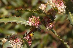 Hakea amplexicaulis gnangarra.jpg