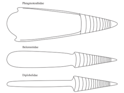 Hard parts of the Phragmoteuthida, Belemnitida and Diplobelida.png