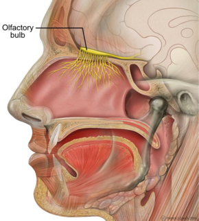 Head olfactory nerve - olfactory bulb en.png