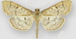 Herpetogramma aeglealis male1.JPG