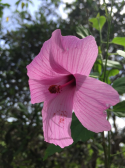 Hibiscus escobariae.png