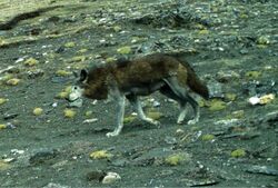 Himalayan wolf, Annapurna Conservation Area.jpg