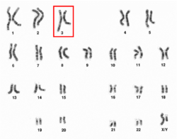 Human male karyotpe high resolution - Chromosome 3.png